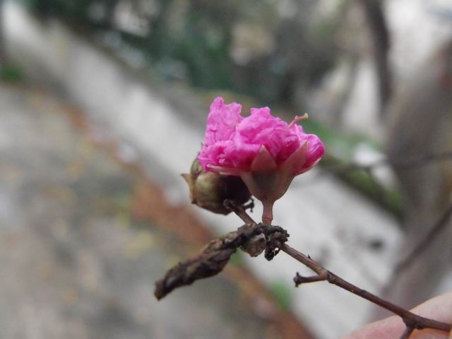 Cultivar di Lagerstroemia indica L.